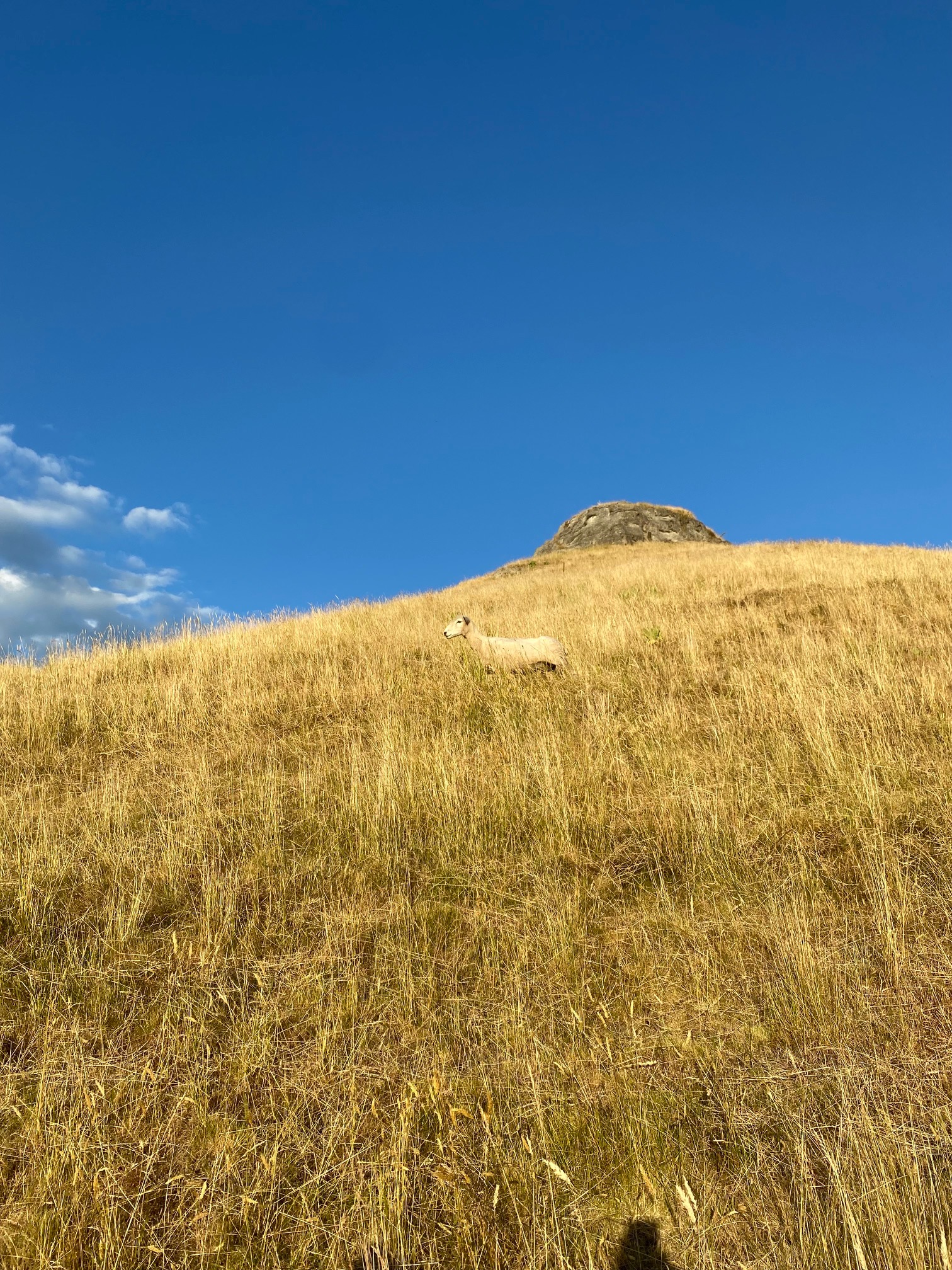 Dry grass-covered hills in Hawke's Bay