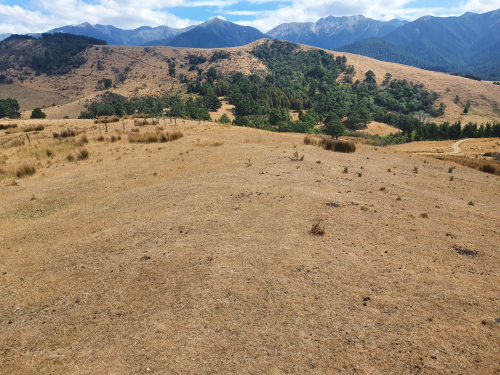 Dry grass